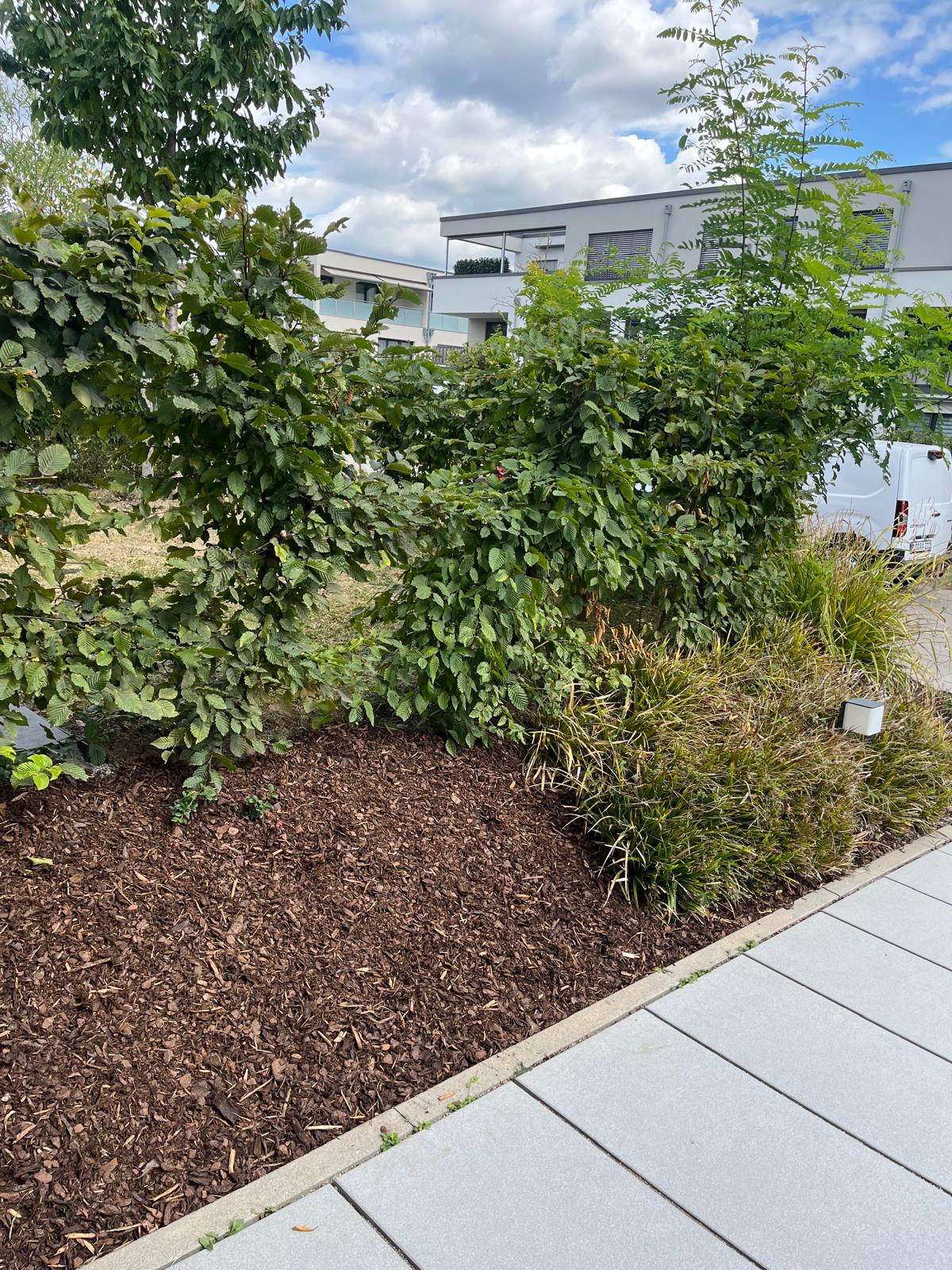 Heckenschnitt Landau - Hausmeister Gartenpflege